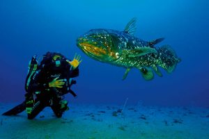 Laurent-Ballesta-and-the-coelacanth,-Gombessa-I,-South-Africa-2013